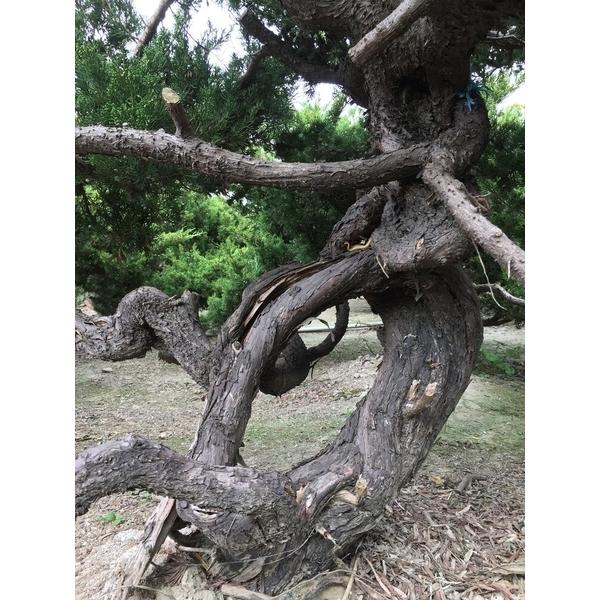 盆材 / 半庭園樹-清宏造園