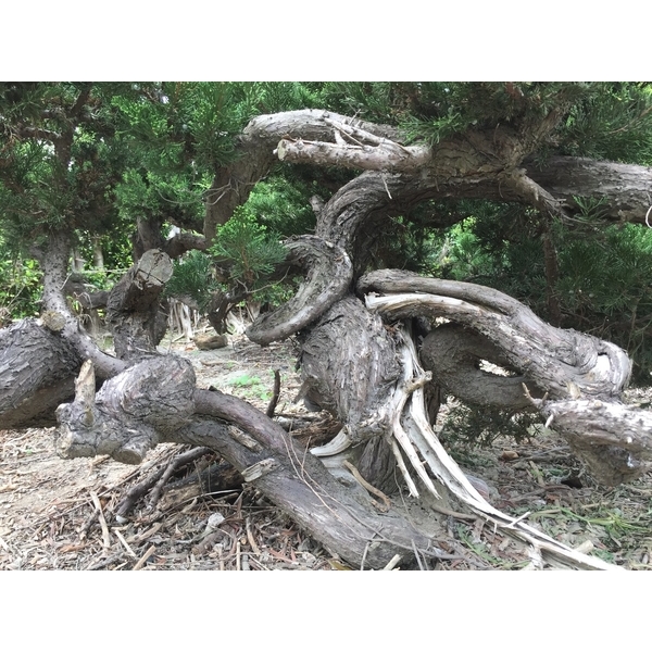 盆材 / 半庭園樹