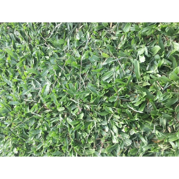 巴西地毯草皮