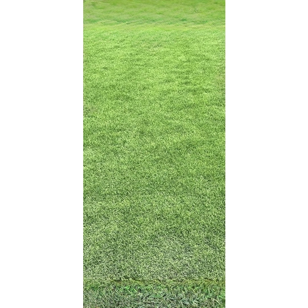 台北草皮-長青園藝苗圃專業草皮