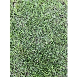 假儉草皮-長青園藝苗圃專業草皮