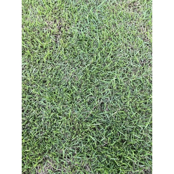 假儉草皮-長青園藝苗圃專業草皮