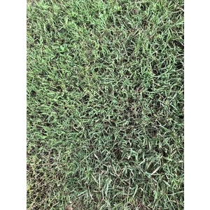 百慕達草皮-長青園藝苗圃專業草皮