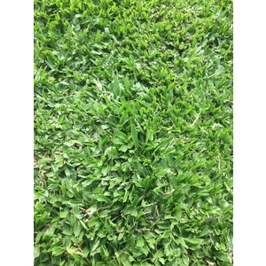 巴西地毯草皮-長青園藝苗圃專業草皮