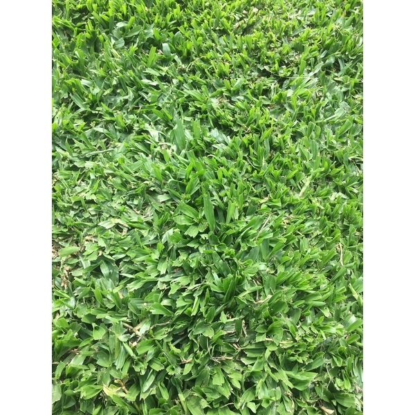 巴西地毯草皮