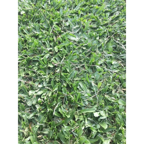 巴西地毯草皮-長青園藝苗圃專業草皮