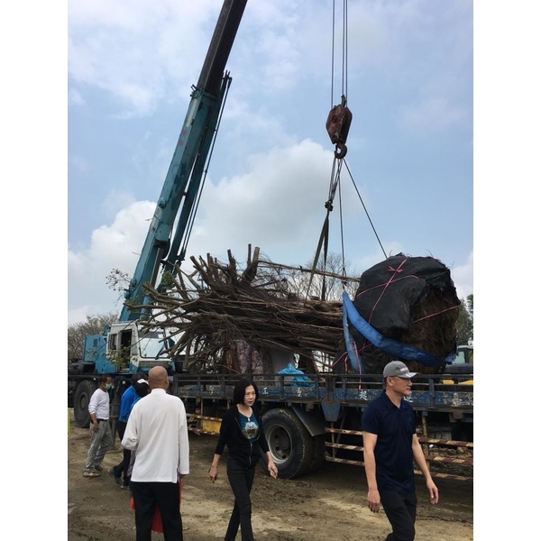 老榕樹移植-振新土木包工業