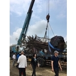 老榕樹移植