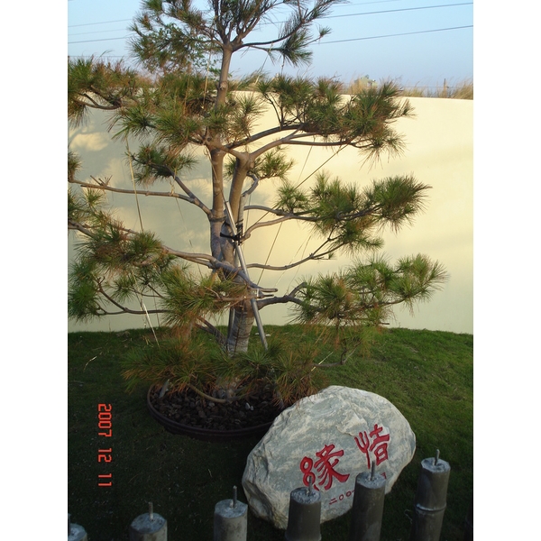 涼亭花架 涼亭花架