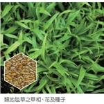 類地毯草