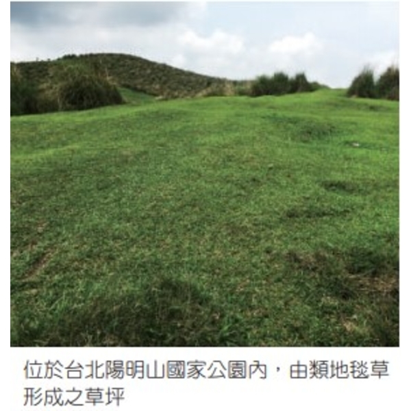 類地毯草-亞合美生技股份有限公司