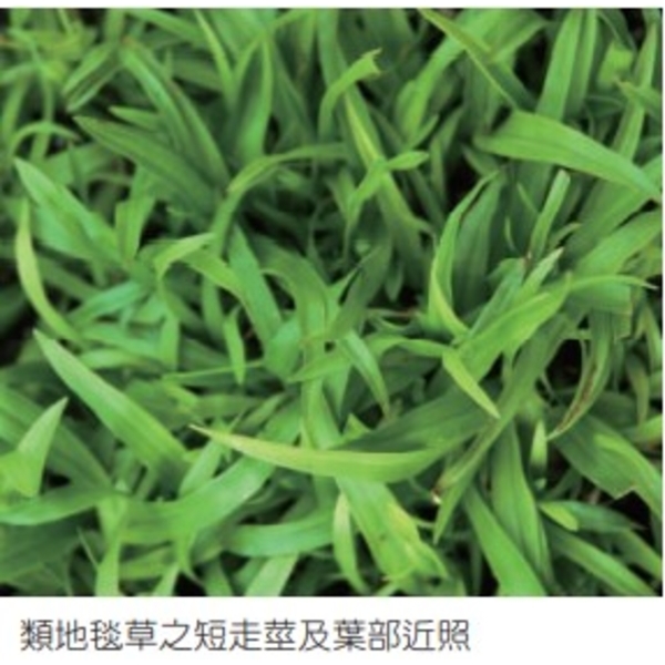 類地毯草-亞合美生技股份有限公司