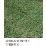 百慕達草