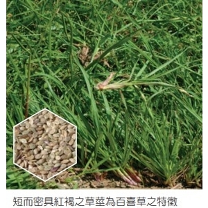 百喜草   吋盤莎可拉吋-亞合美生技股份有限公司