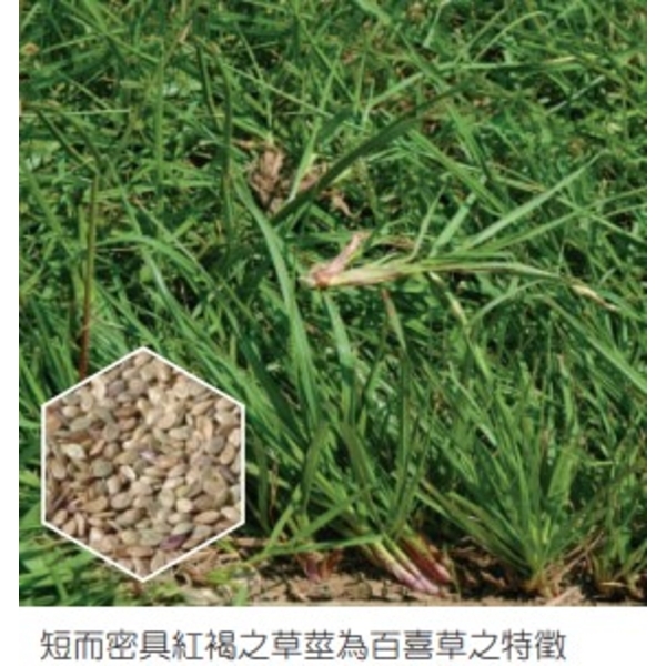 百喜草   盤莎可拉