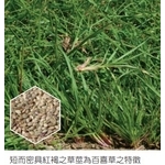 百喜草   盤莎可拉-亞合美生技股份有限公司
