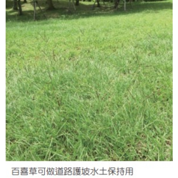 百喜草   盤莎可拉-亞合美生技股份有限公司