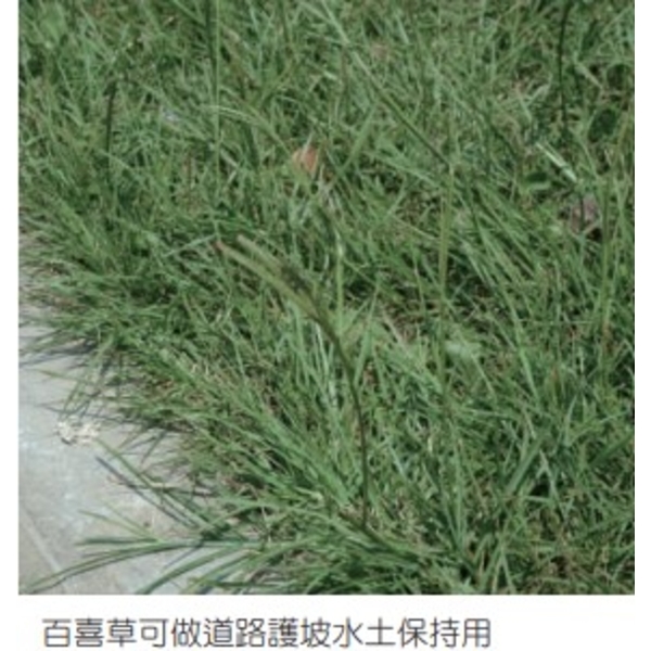 百喜草   盤莎可拉-亞合美生技股份有限公司