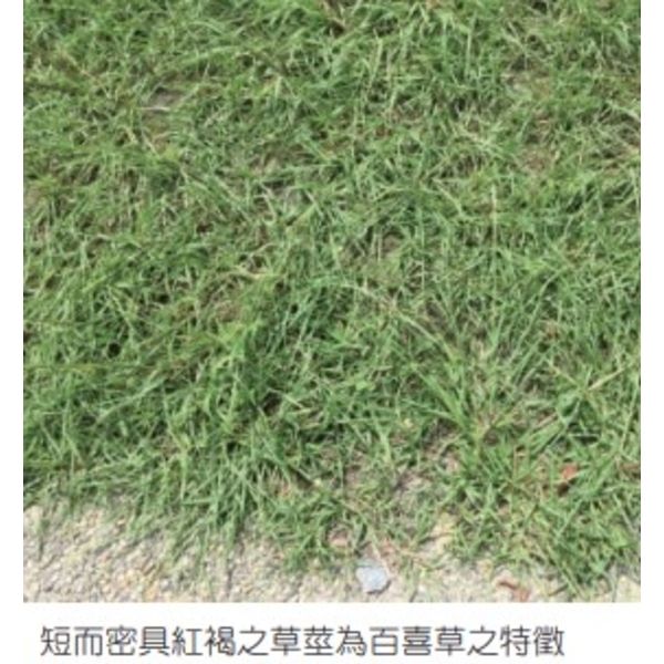百喜草   盤莎可拉-亞合美生技股份有限公司