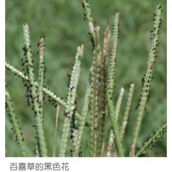 百喜草   盤莎可拉-亞合美生技股份有限公司