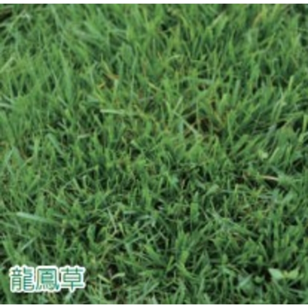 草坪型高狐草-亞合美生技股份有限公司