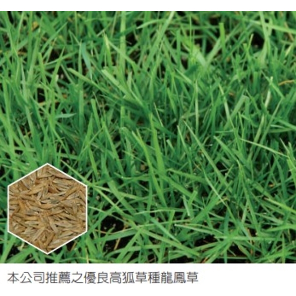 草坪型高狐草
