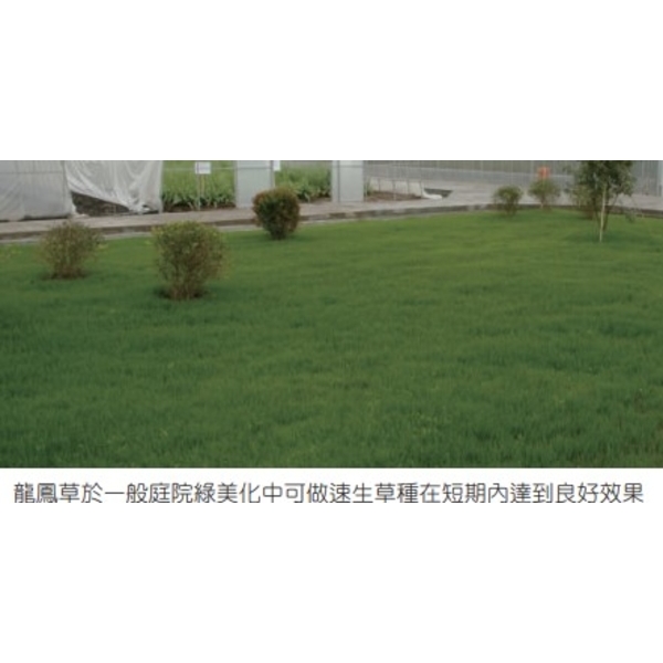 草坪型高狐草-亞合美生技股份有限公司