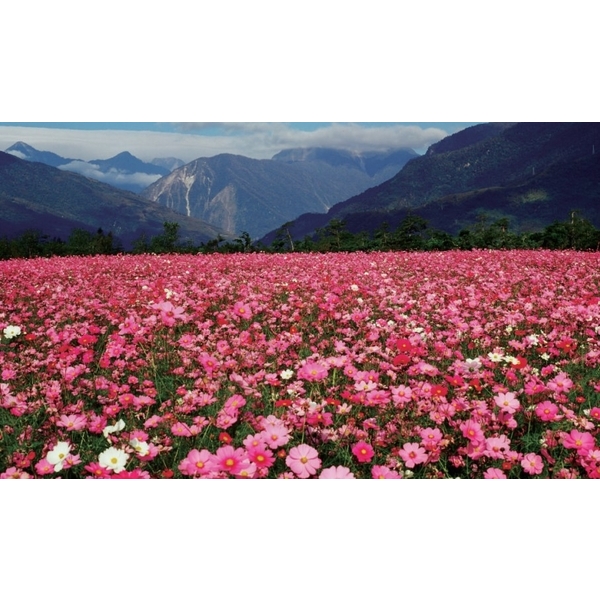 大波斯菊