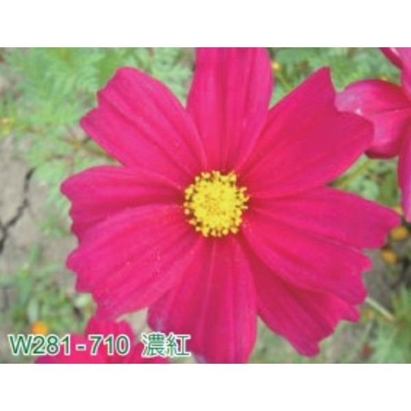 大波斯菊-亞合美生技股份有限公司
