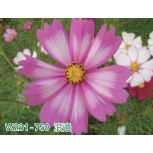 大波斯菊-亞合美生技股份有限公司