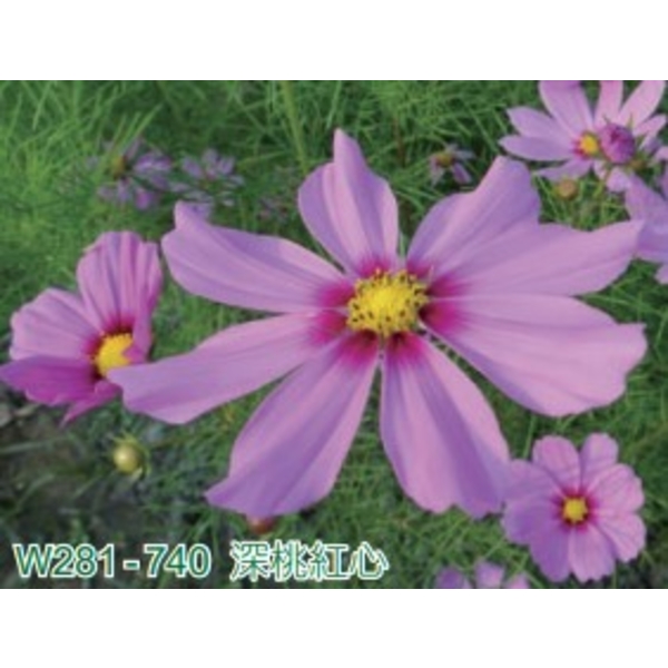 大波斯菊-亞合美生技股份有限公司
