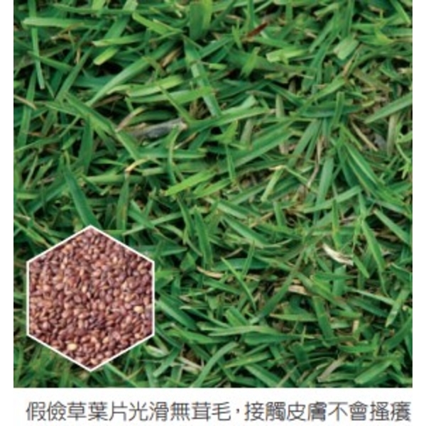 純正假儉草998