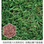 純正假儉草998