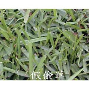 假儉草