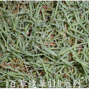 百慕達草419系列