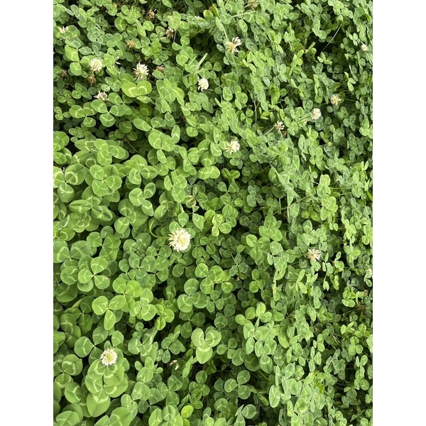 白花三葉草