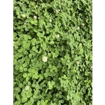 白花三葉草