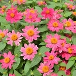 百日草-夏令時（櫻桃）-農友種苗股份有限公司