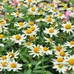 百日草-夏令時（白色）-農友種苗股份有限公司