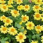 百日草-夏令時（黃色）-農友種苗股份有限公司