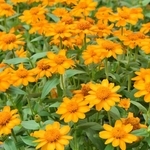 百日草-夏令時(金色)-農友種苗股份有限公司