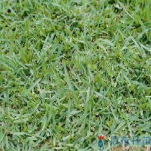 綠珍韓國草-農友種苗股份有限公司