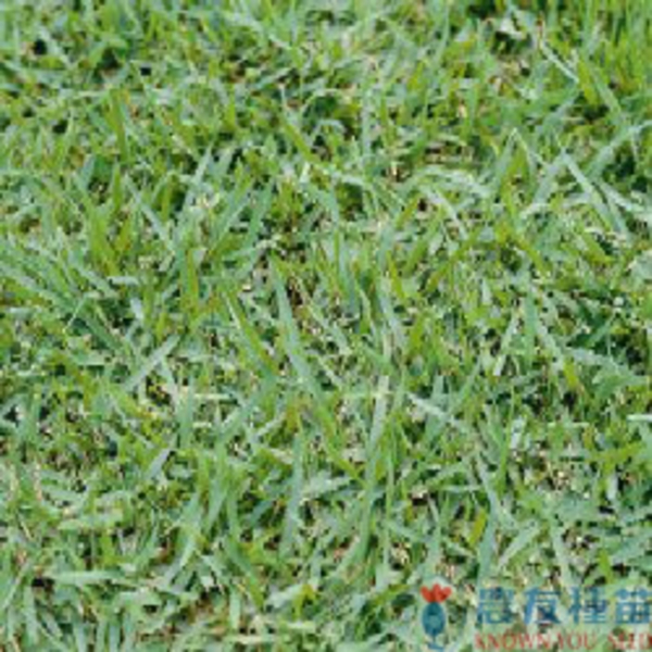 綠珍韓國草