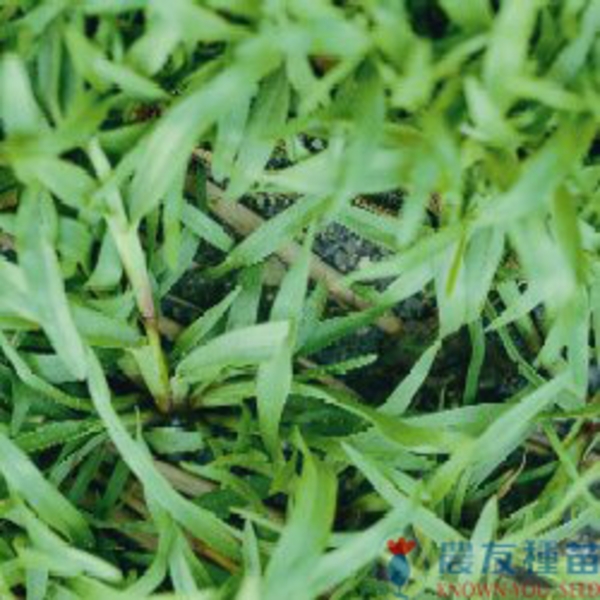 類地毯草