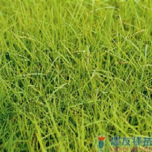 普通百慕達草(狗牙根)-農友種苗股份有限公司