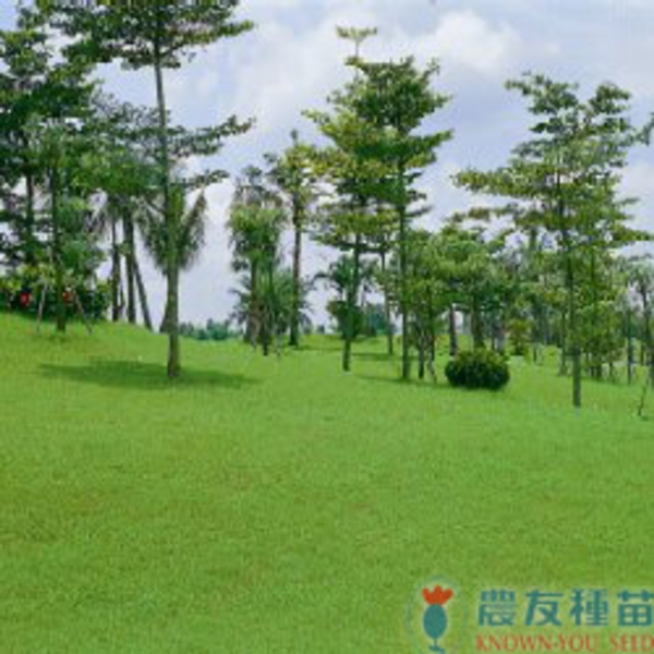 夏陽百慕達草