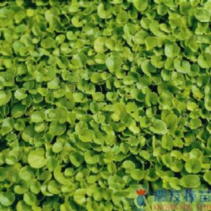 馬蹄金-農友種苗股份有限公司