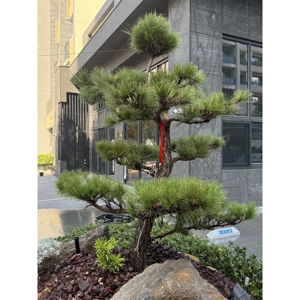 圓福鎮建設竹北高鐵特區精緻庭園