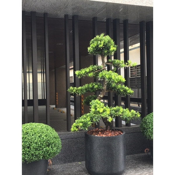 造型羅漢松-桂林園藝