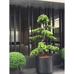 造型羅漢松